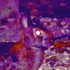 Meet your Posher, Bianca